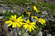 19 Alcuni fiori estivi resistono